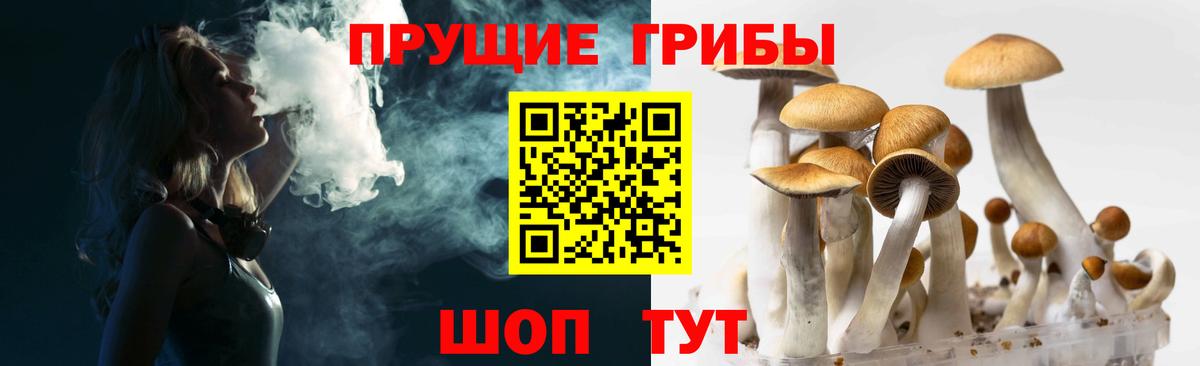 Псилоцибиновые грибы Psilocybine cubensis Чебаркуль